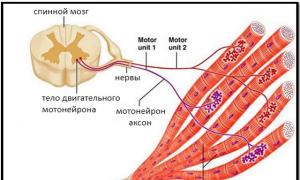 Типы мышечных сокращений Изотоническое напряжение